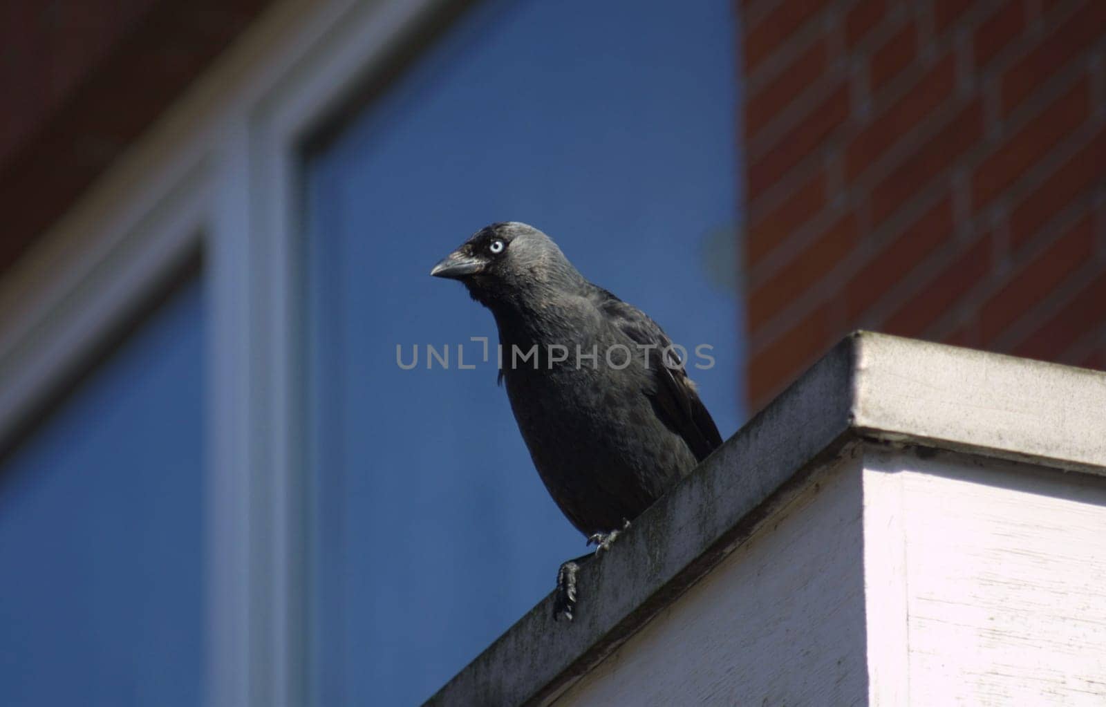 Hoya town all full of cheeky jackdaws. Canon D30