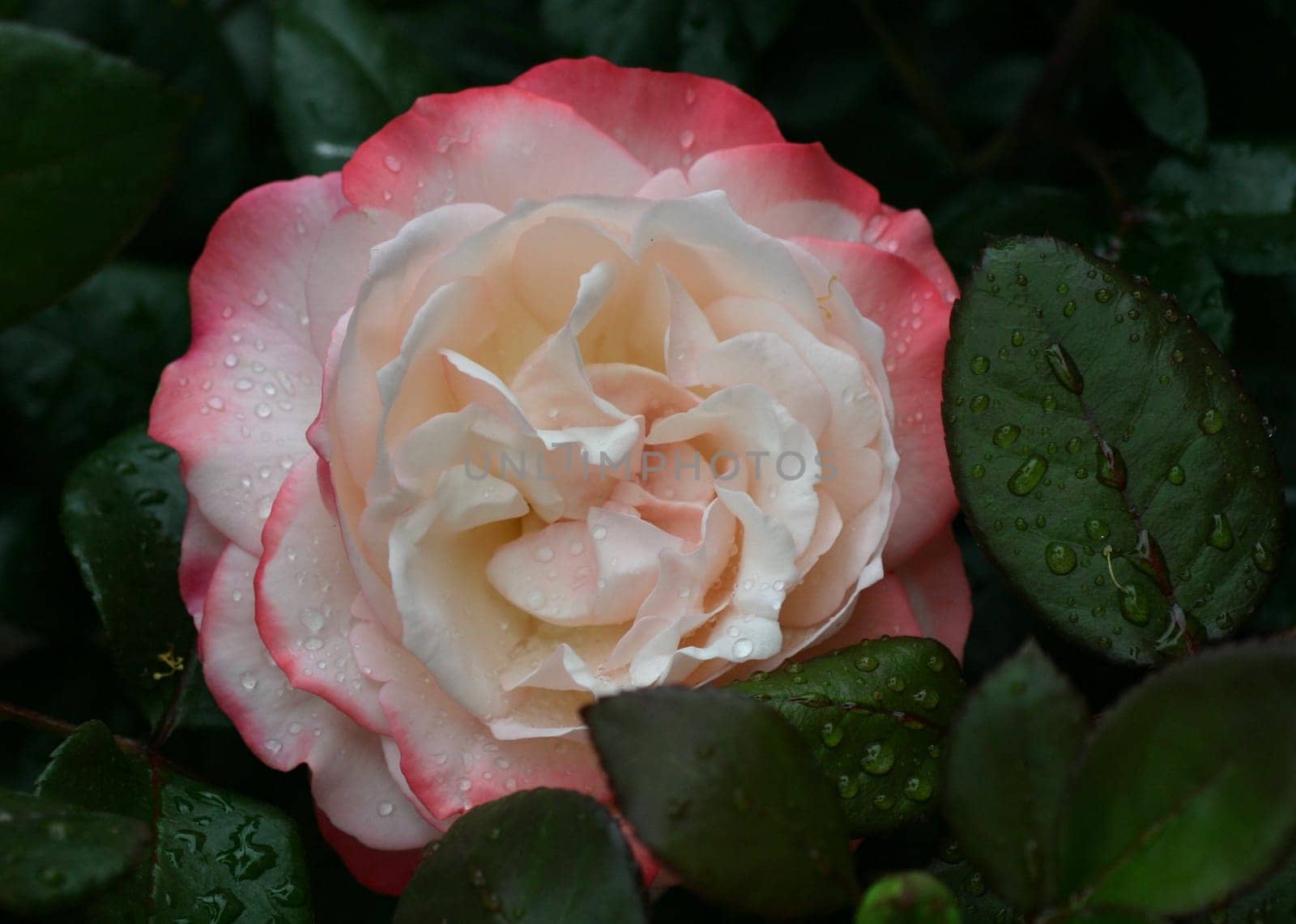 ... here's another little beauty I want to show you.