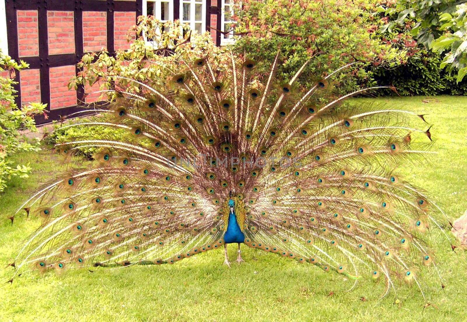 Peacock