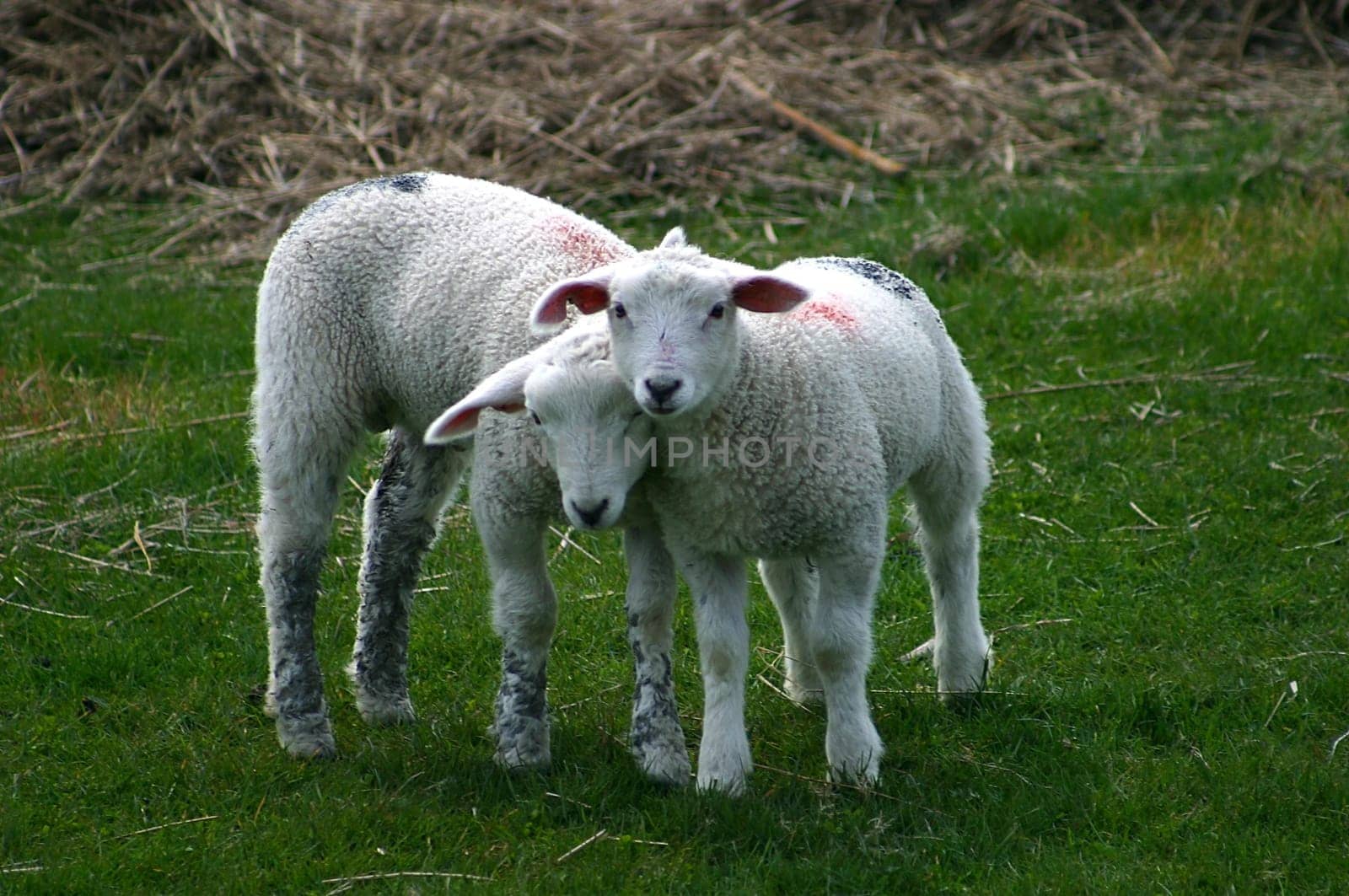 Sibling love