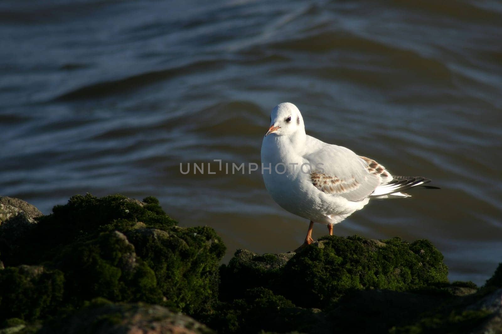 Gull