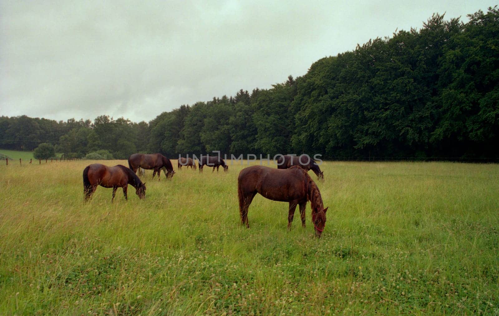 Horse pasture II