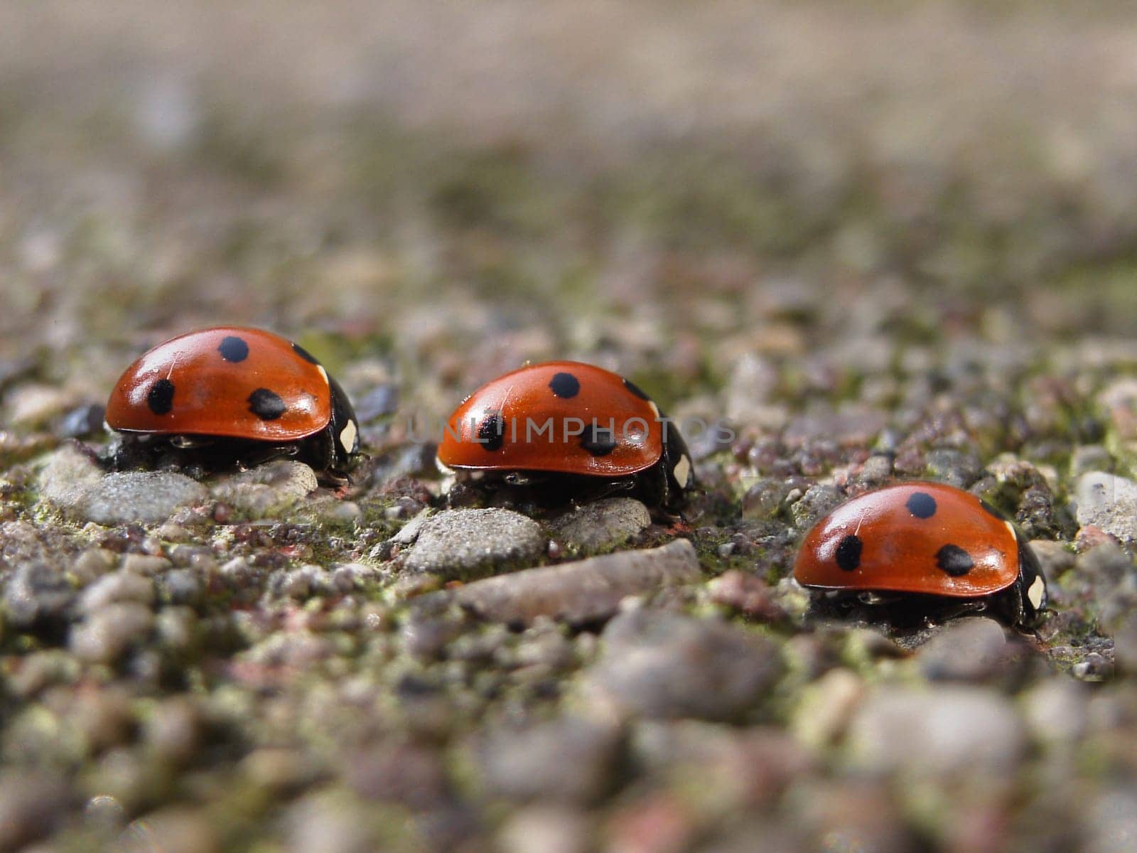 Beetle Race