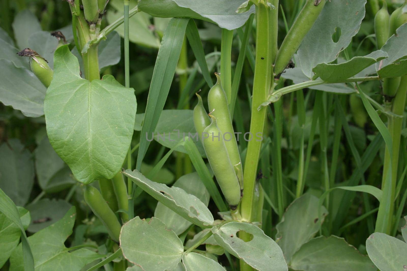 Fava beans