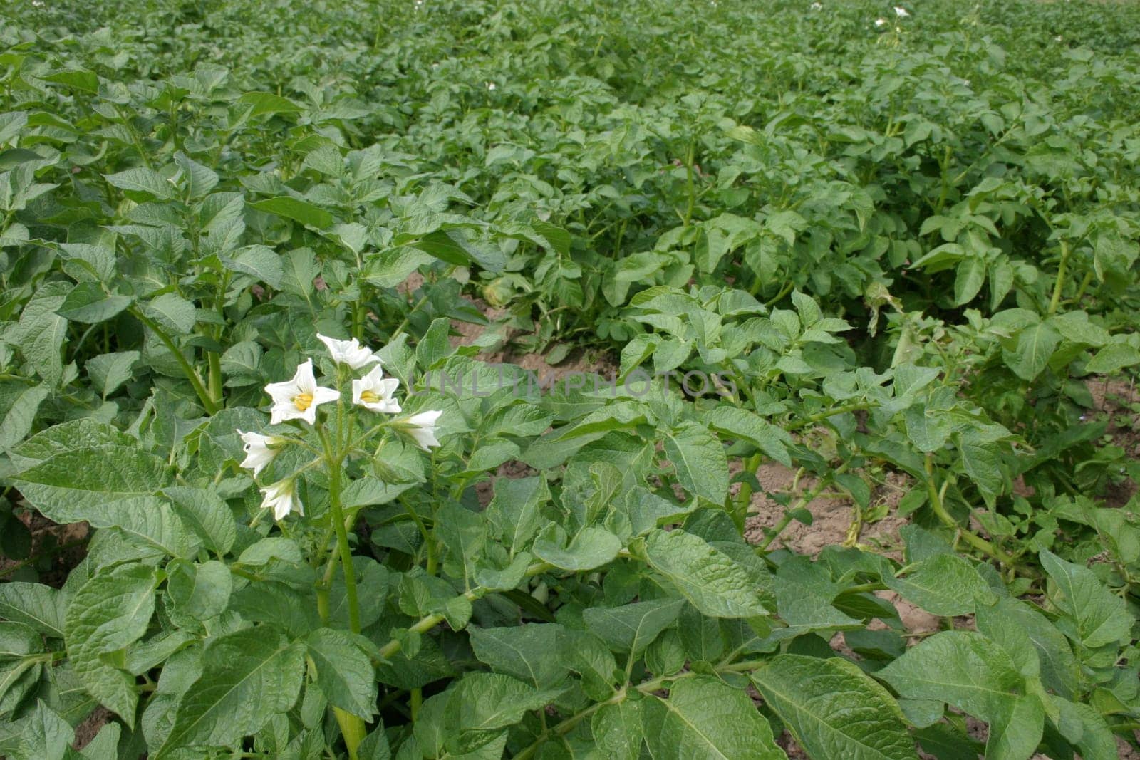 Potato cultivation