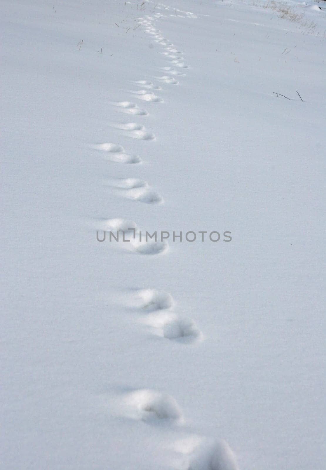 Traces