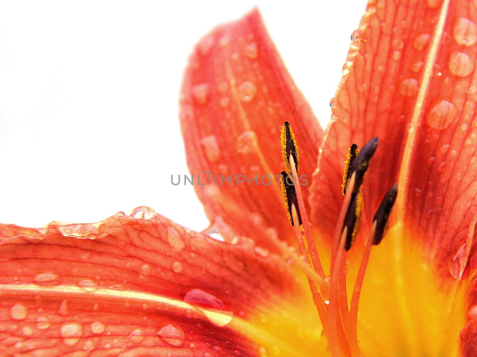 Daylily