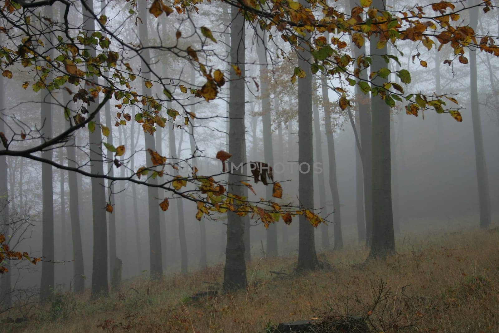 Autumn forest in the fog