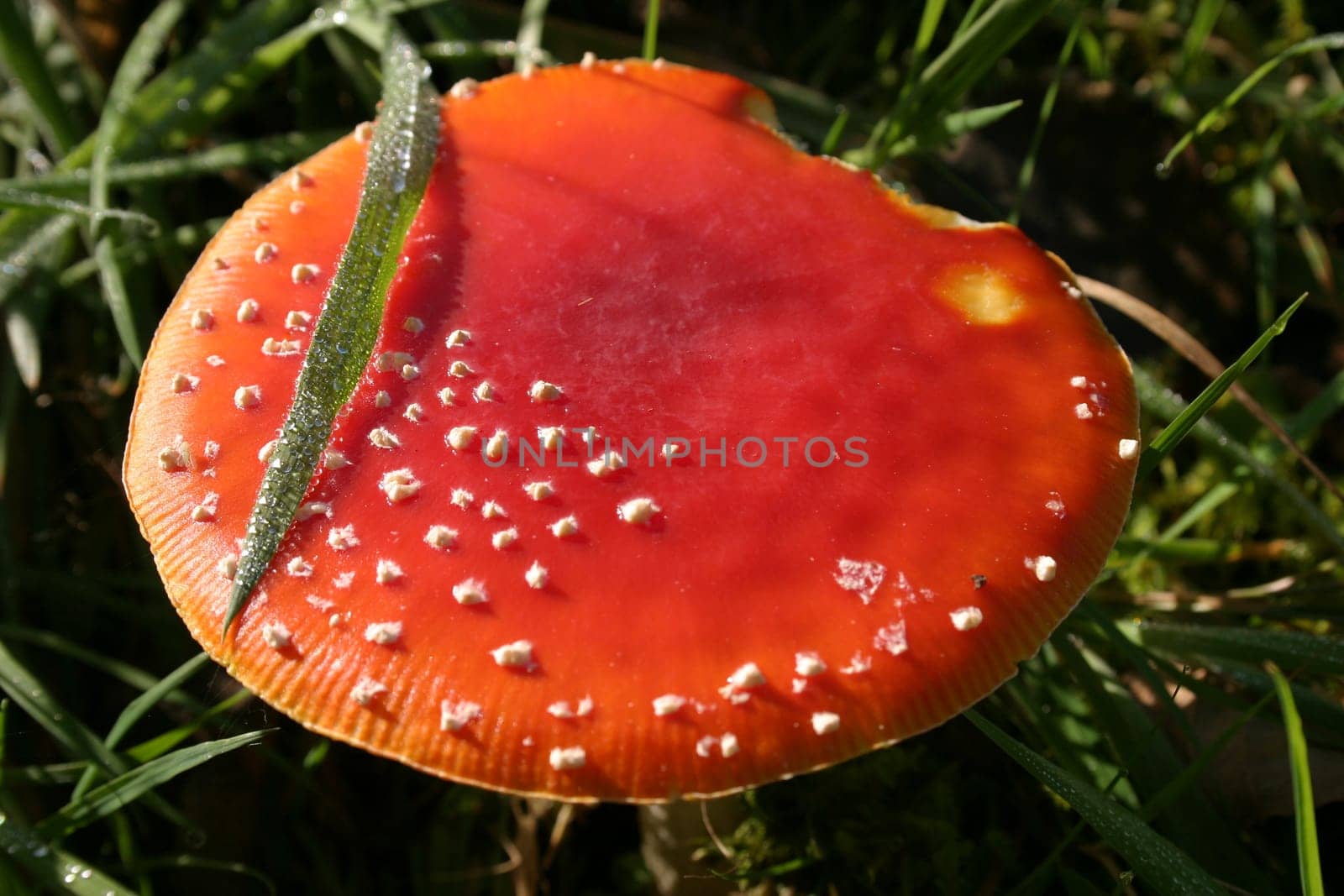 Fly agaric