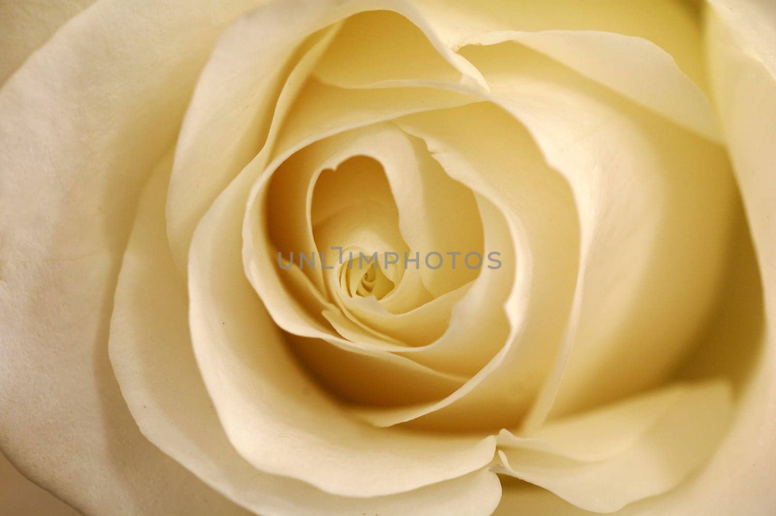 Wedding rose