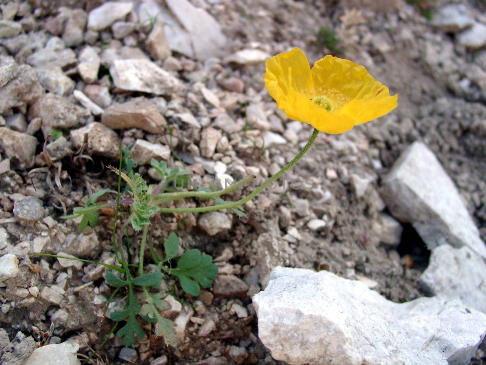 Berganemone