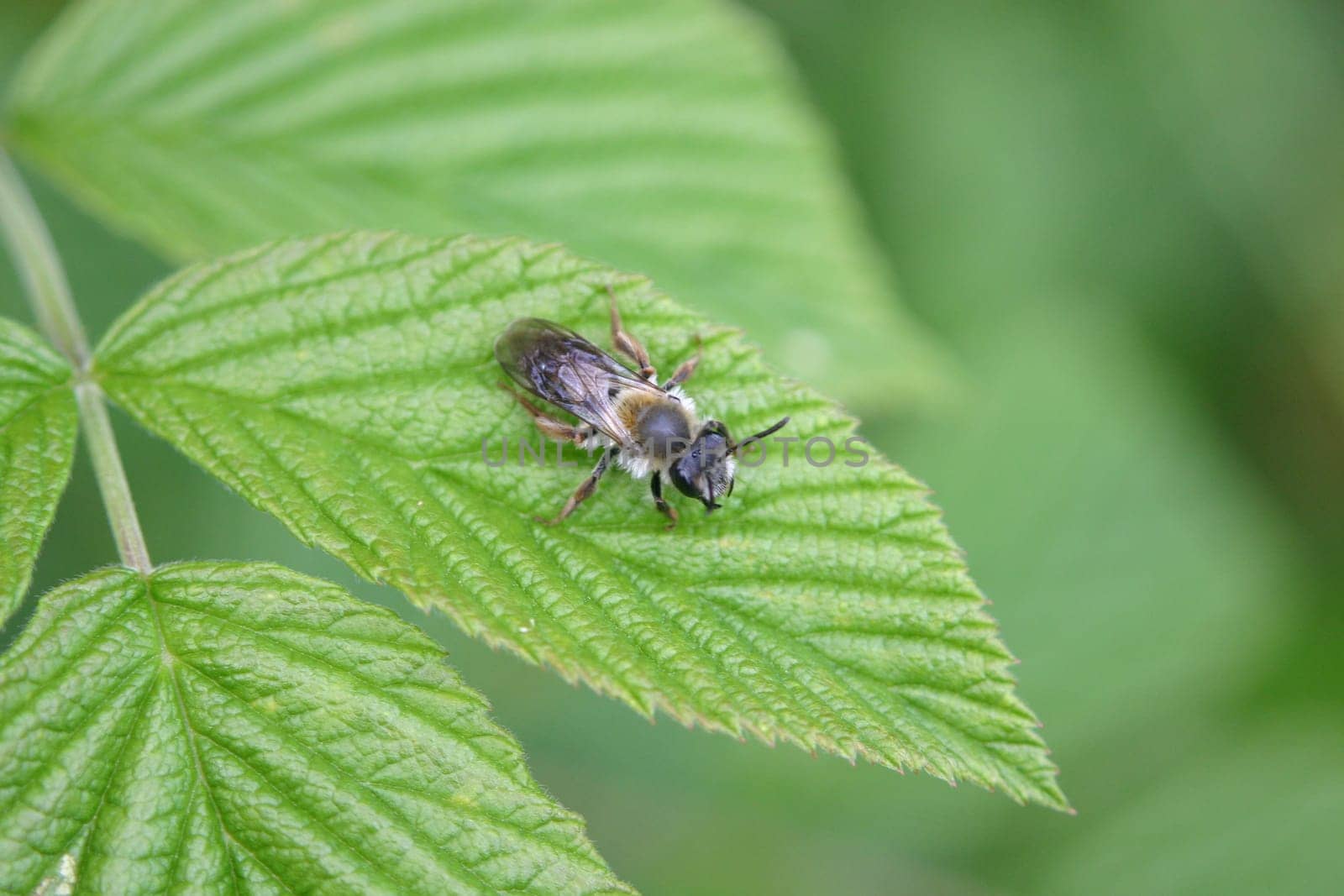 Insect on leaf