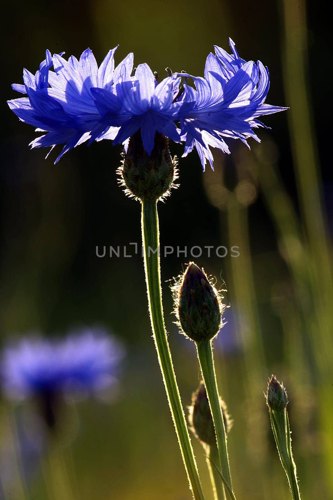 Cornflower
