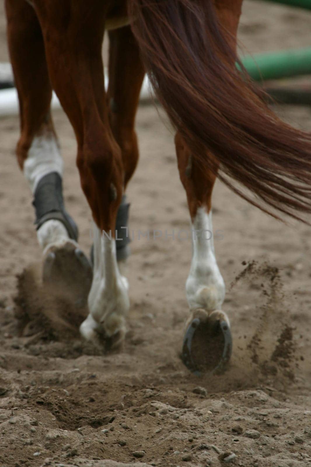 Horses