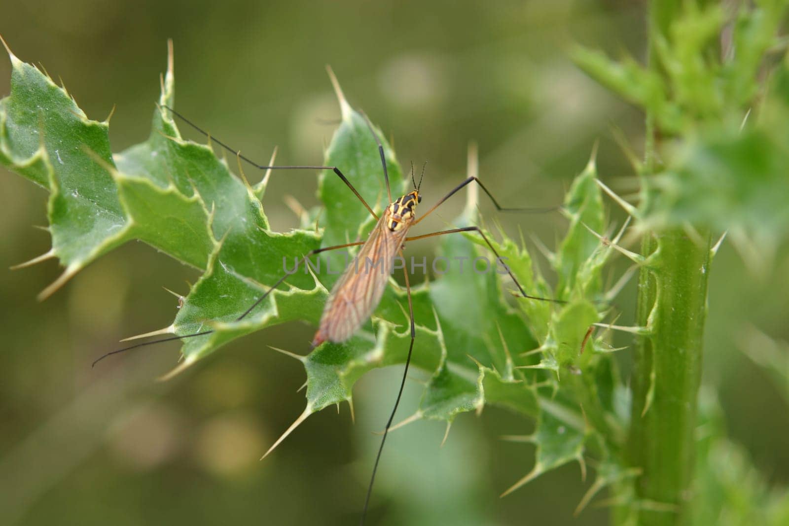 Fleeing stuff on thistle