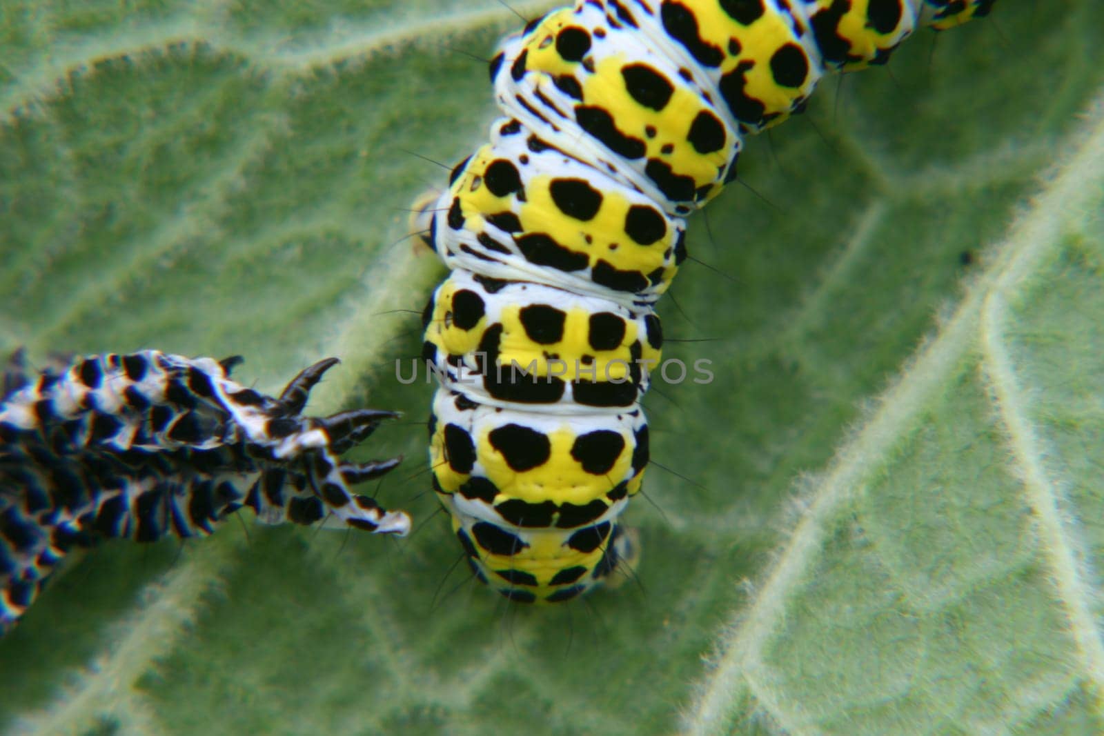 Butterfly caterpillar