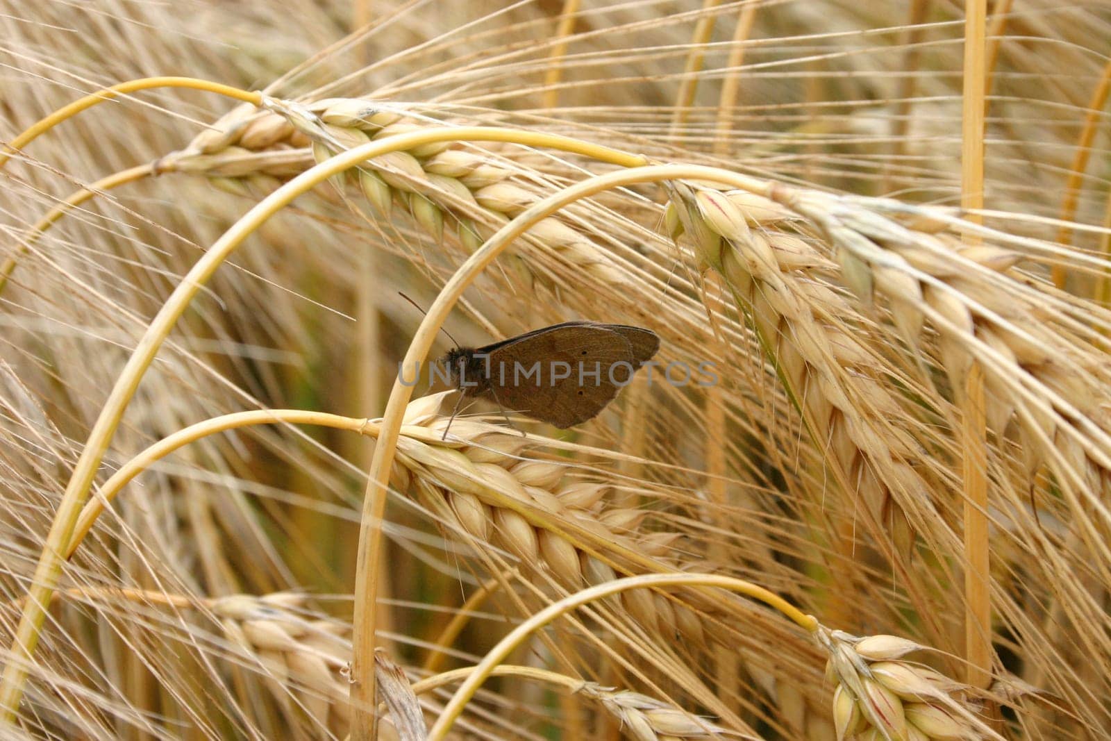 Ox's eye in the cornfield