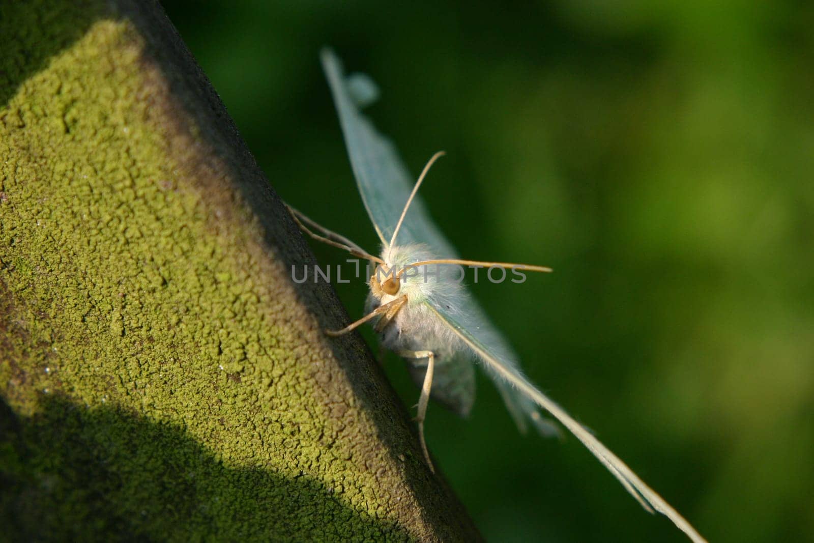 Moth Portrait