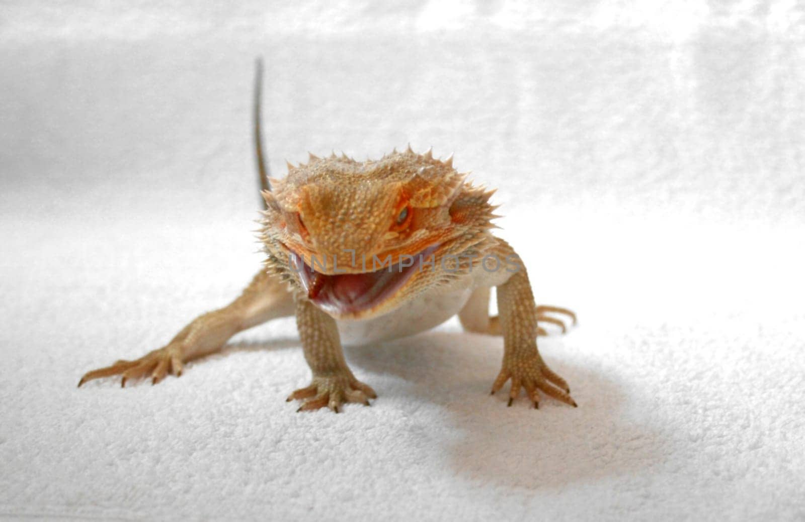 Our ever-hungry bearded dragon