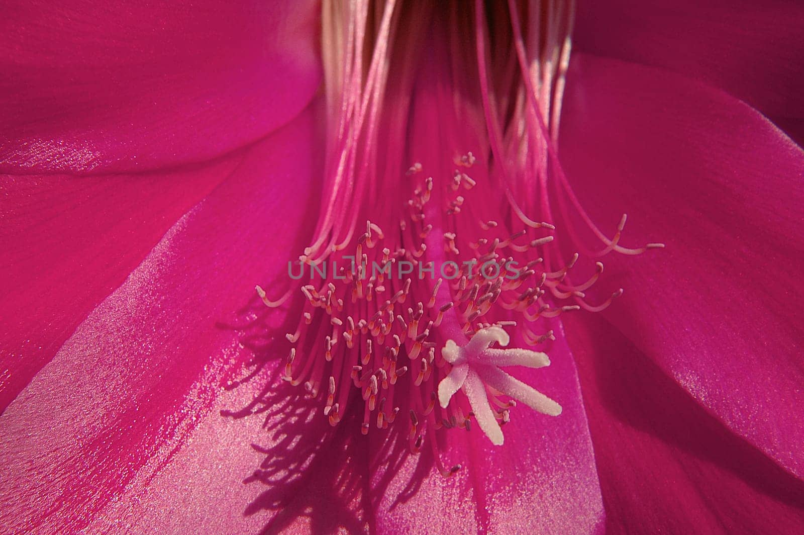 Focal length 70mm with close-up lens +4 Aperture f22 Bel. 1/80 sec.