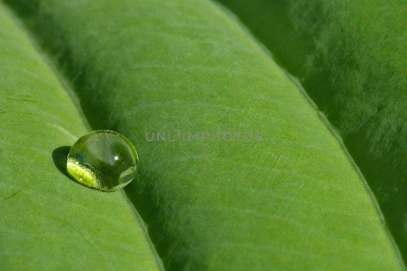Drop