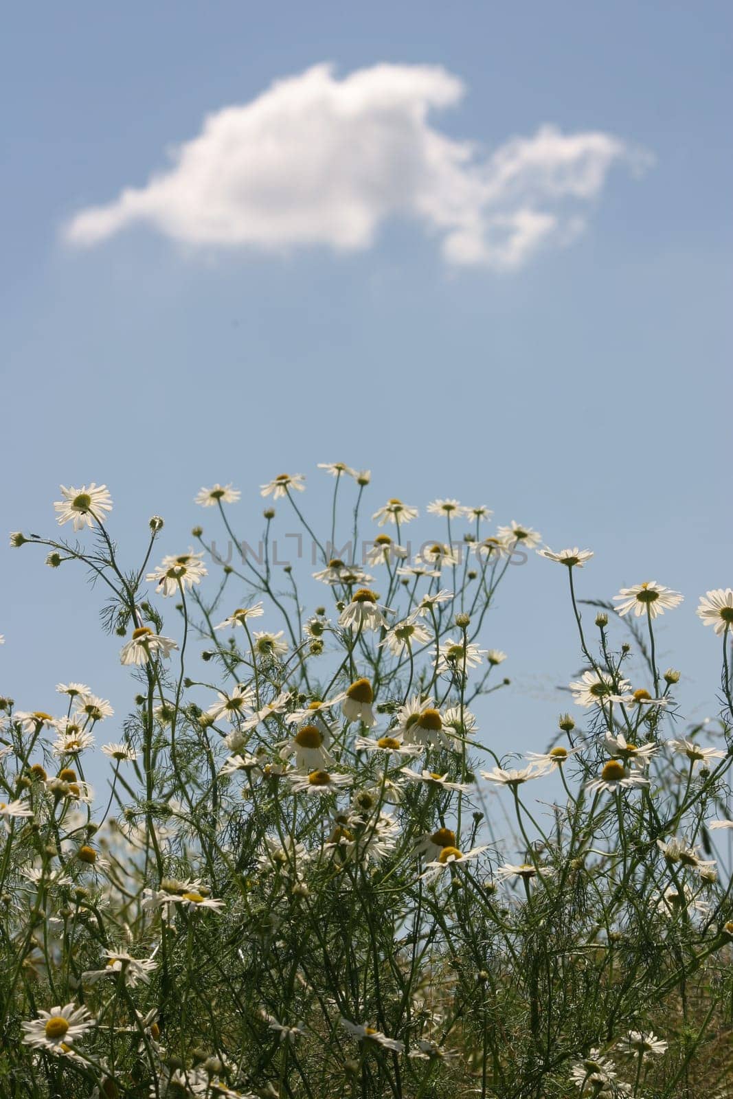 Camomile