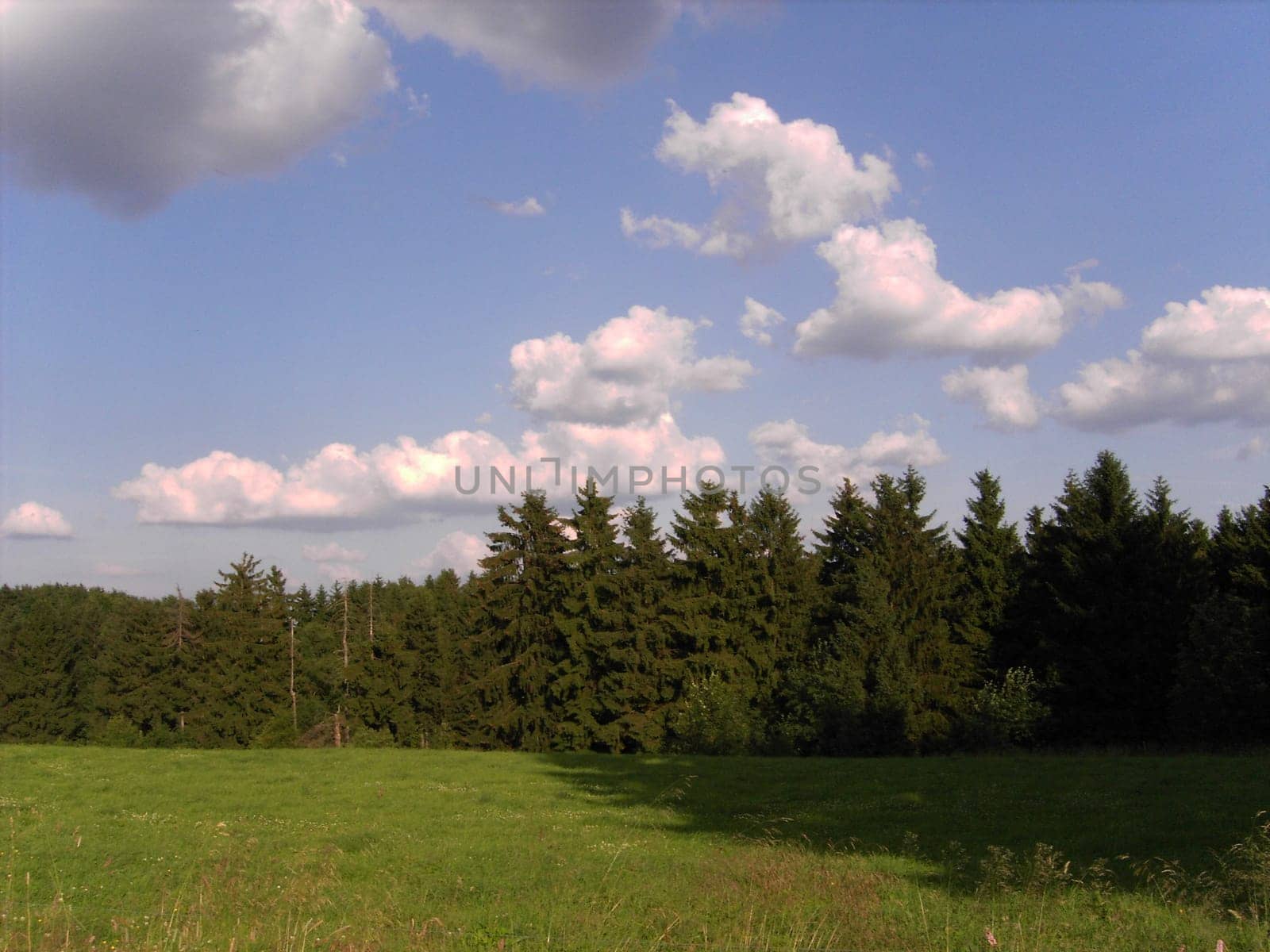 Harz Forest