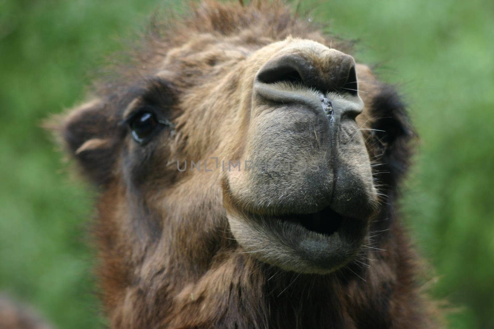 Dromedary