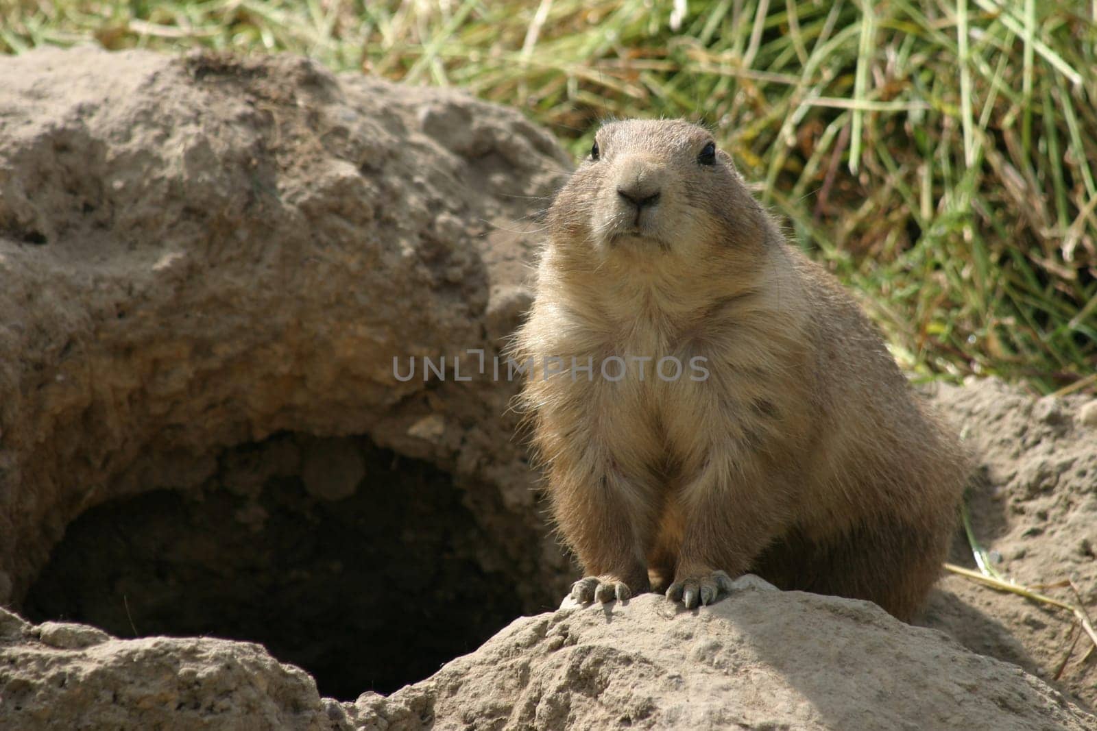 Prairie dog
