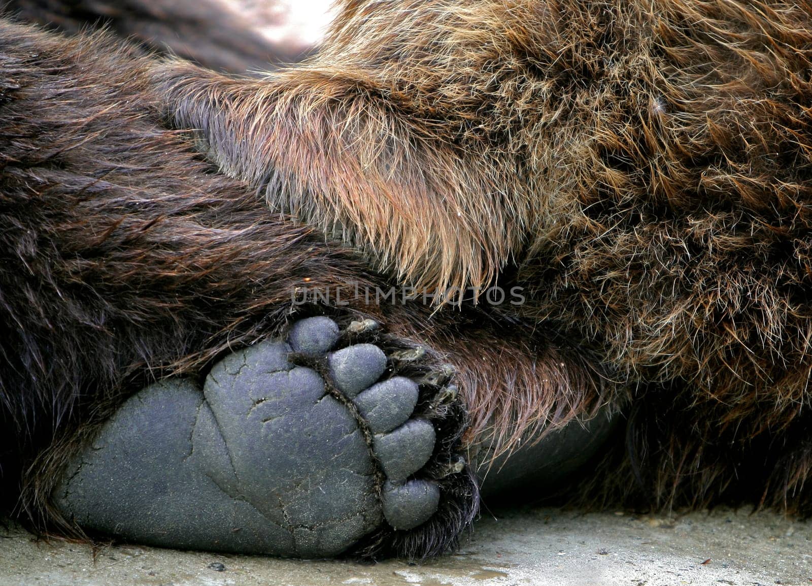 Bear's paw
