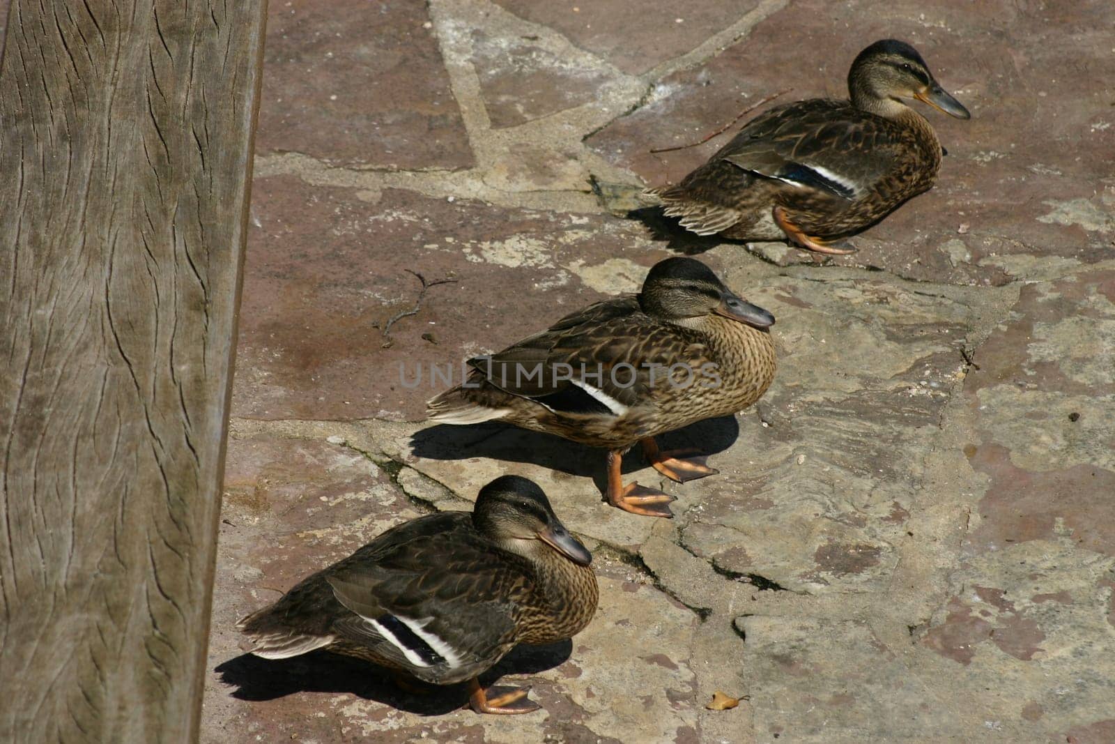 3 ducks on dry land