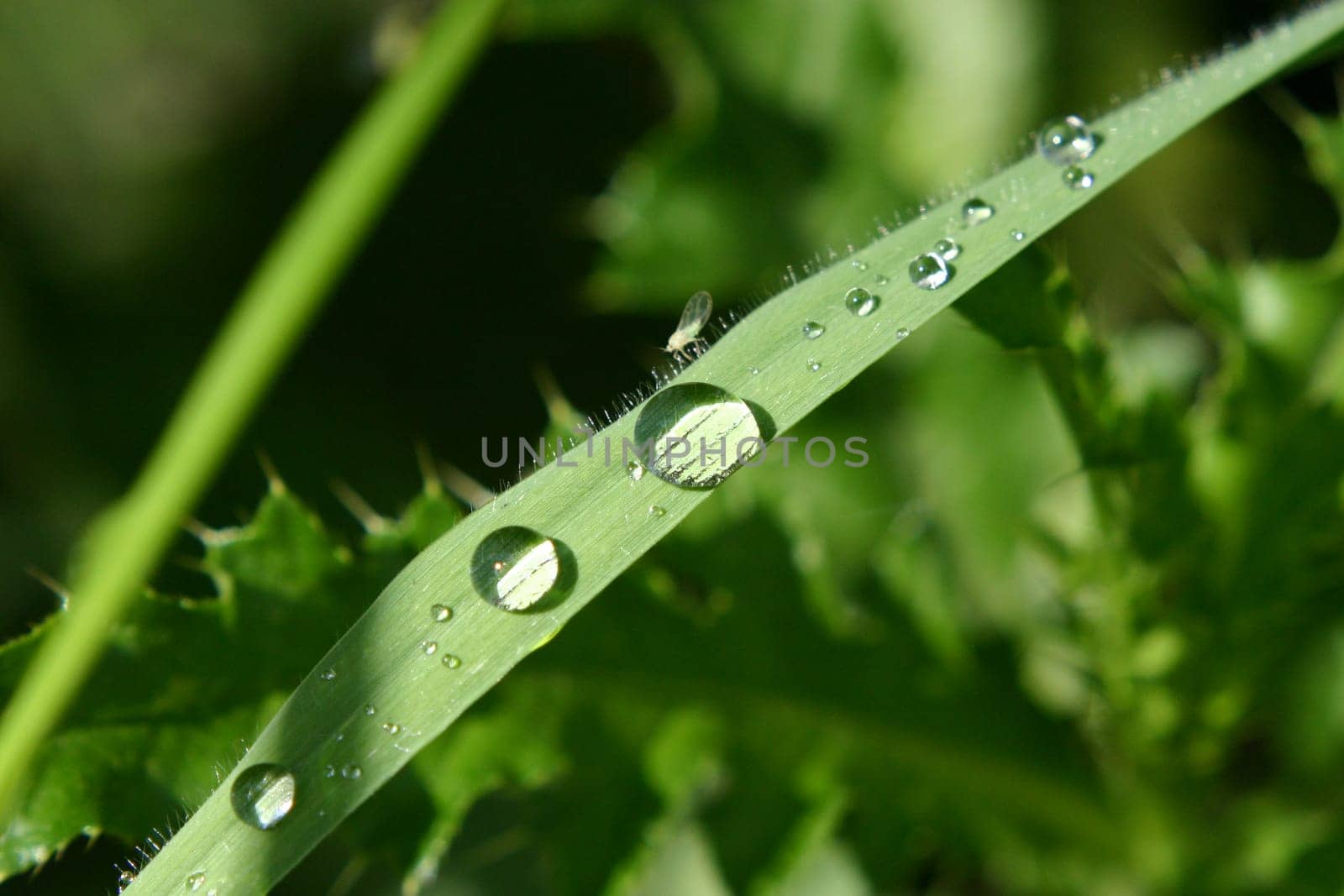 Mosquito and water droplets