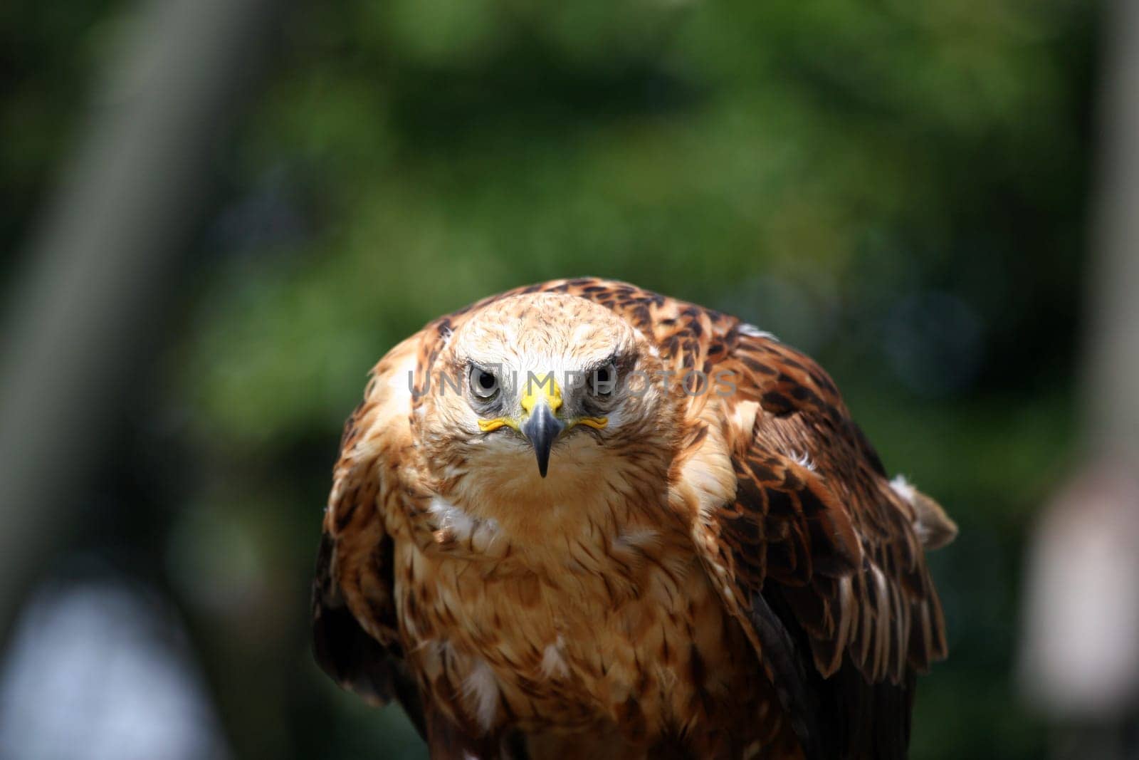 Highland Buzzard
