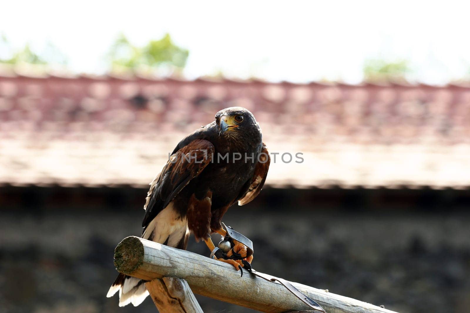 It was my first time in a falconry,just great. I have to go there again!