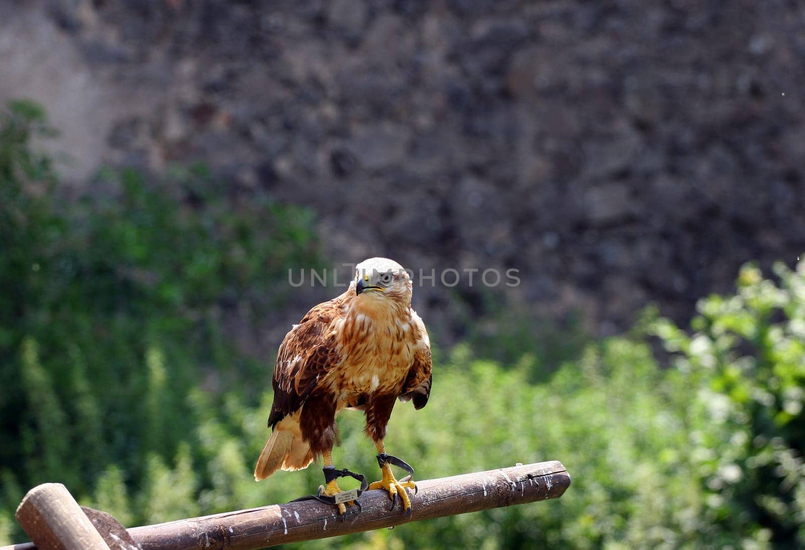 Highland Buzzard