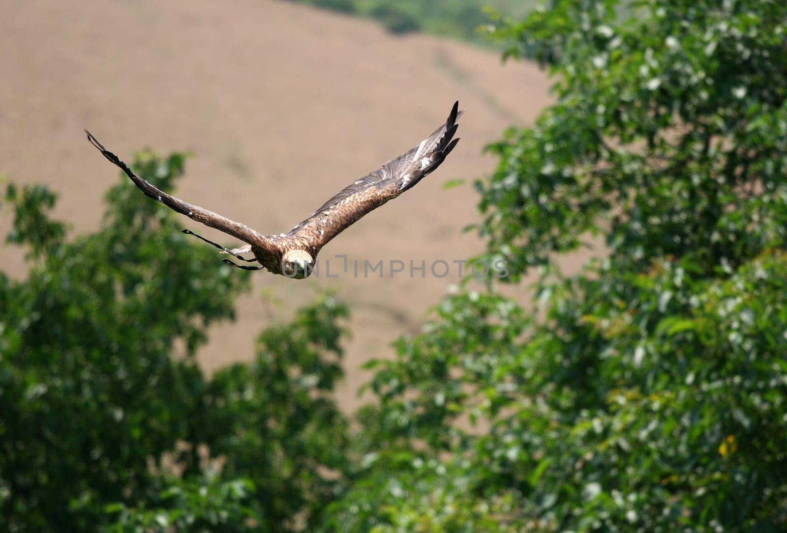 Highland Buzzard