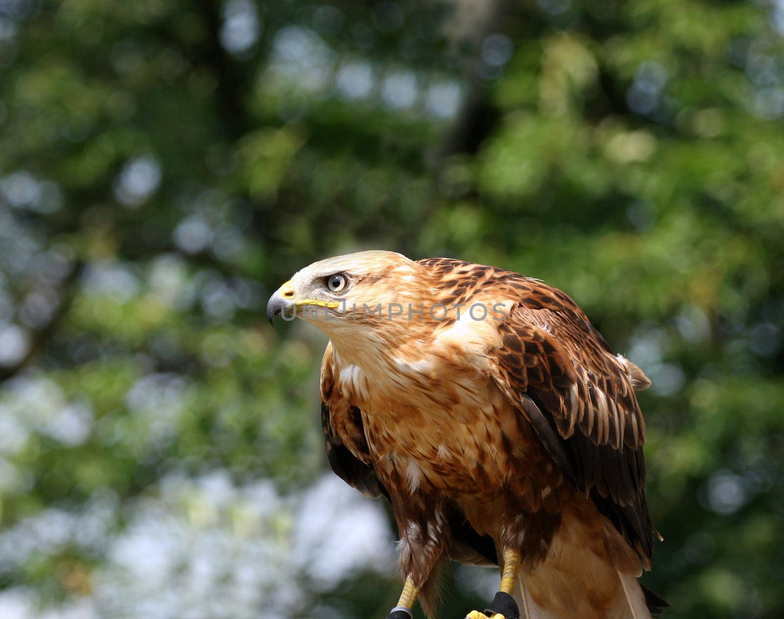 Highland Buzzard