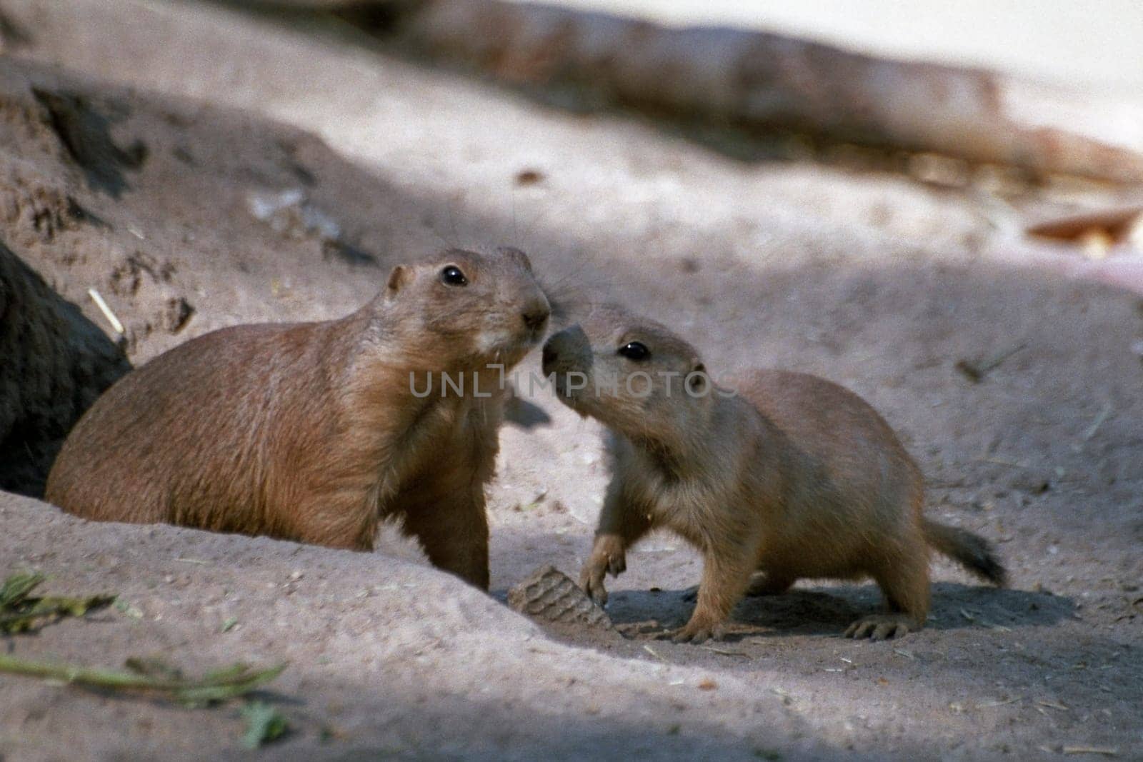 Prairie dogs
