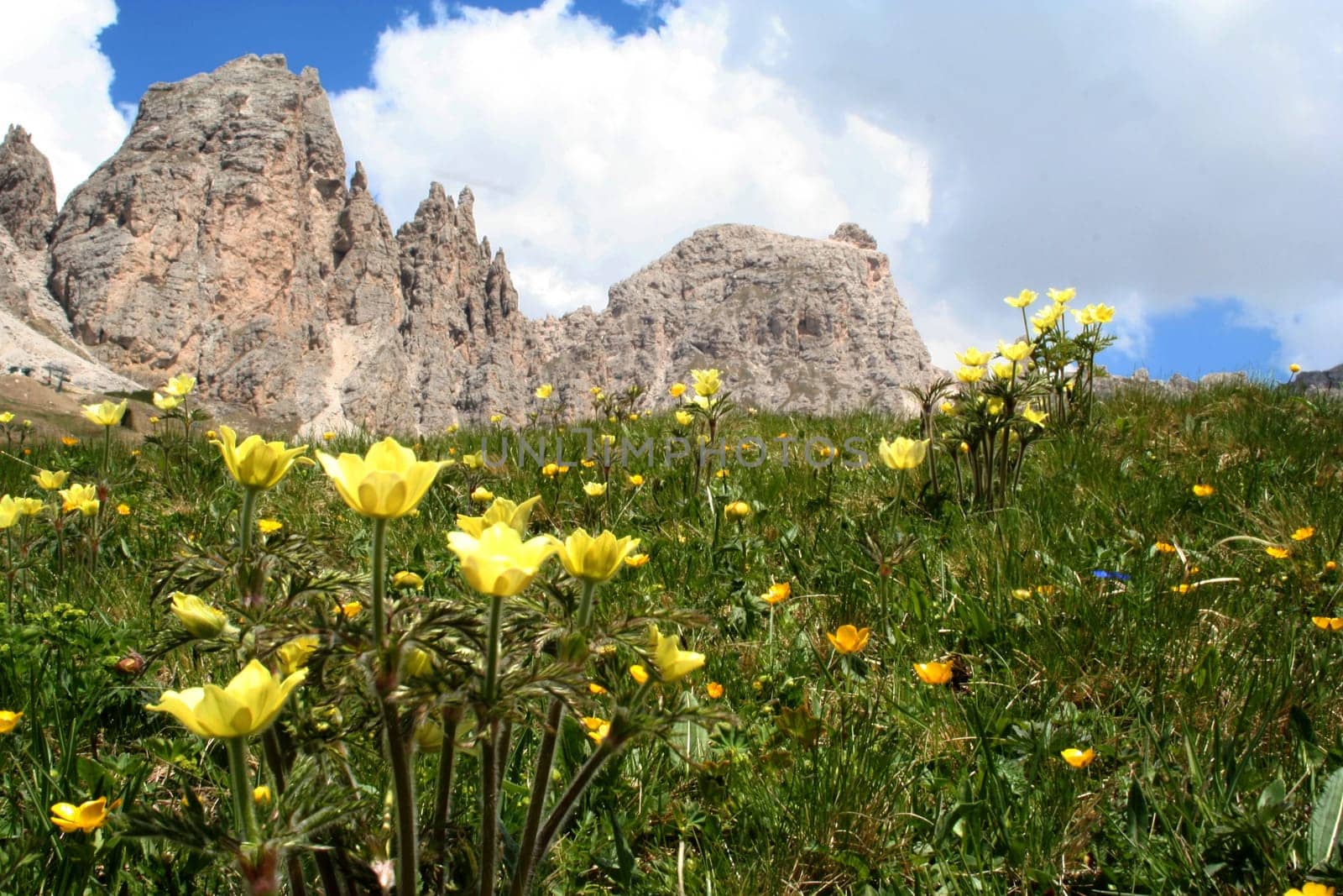 Flower meadow