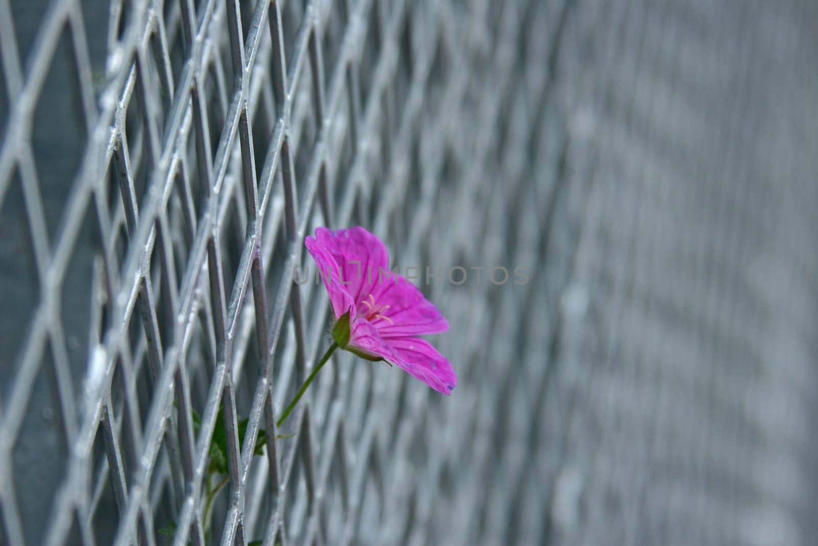 Onlooker