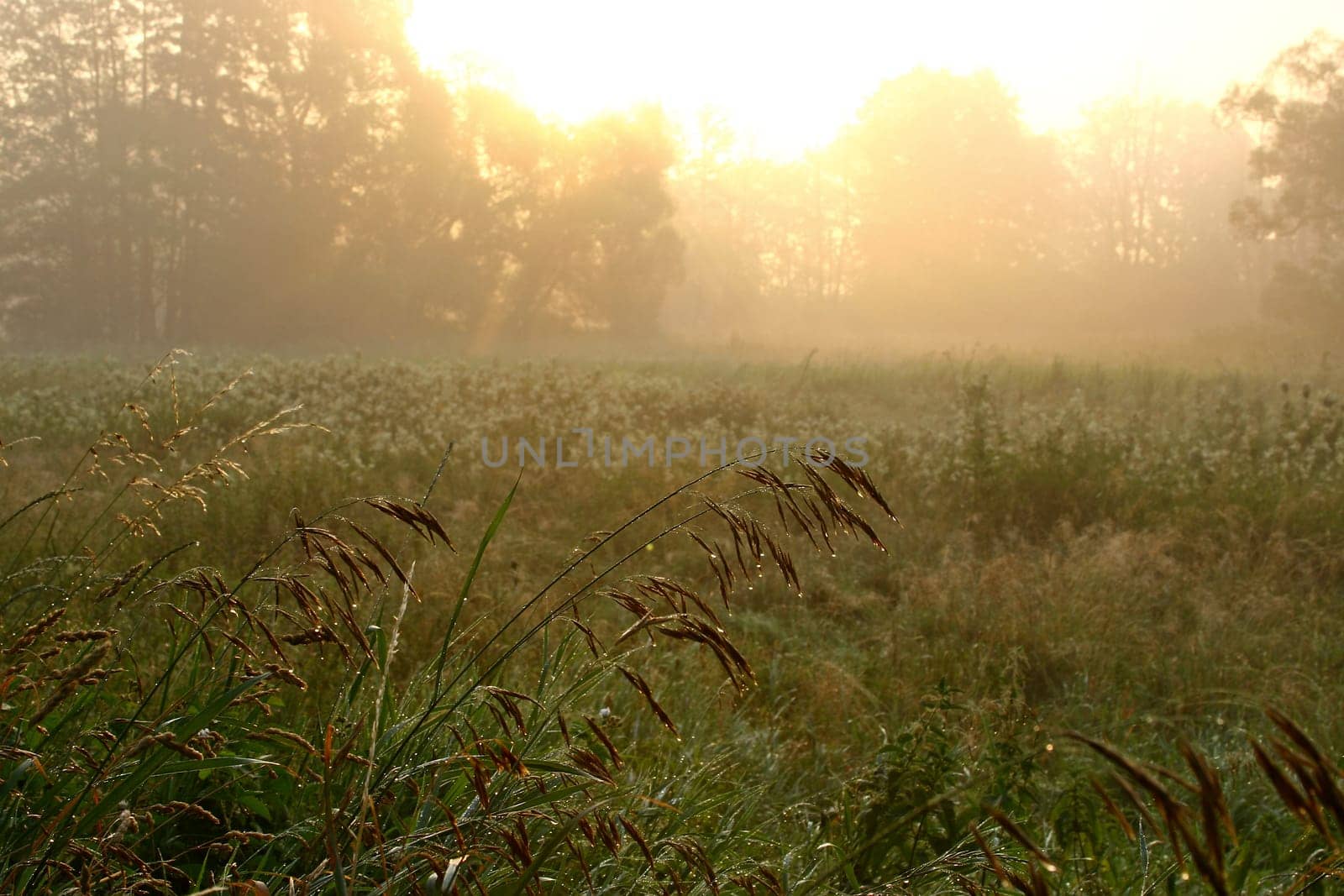 This morning... II