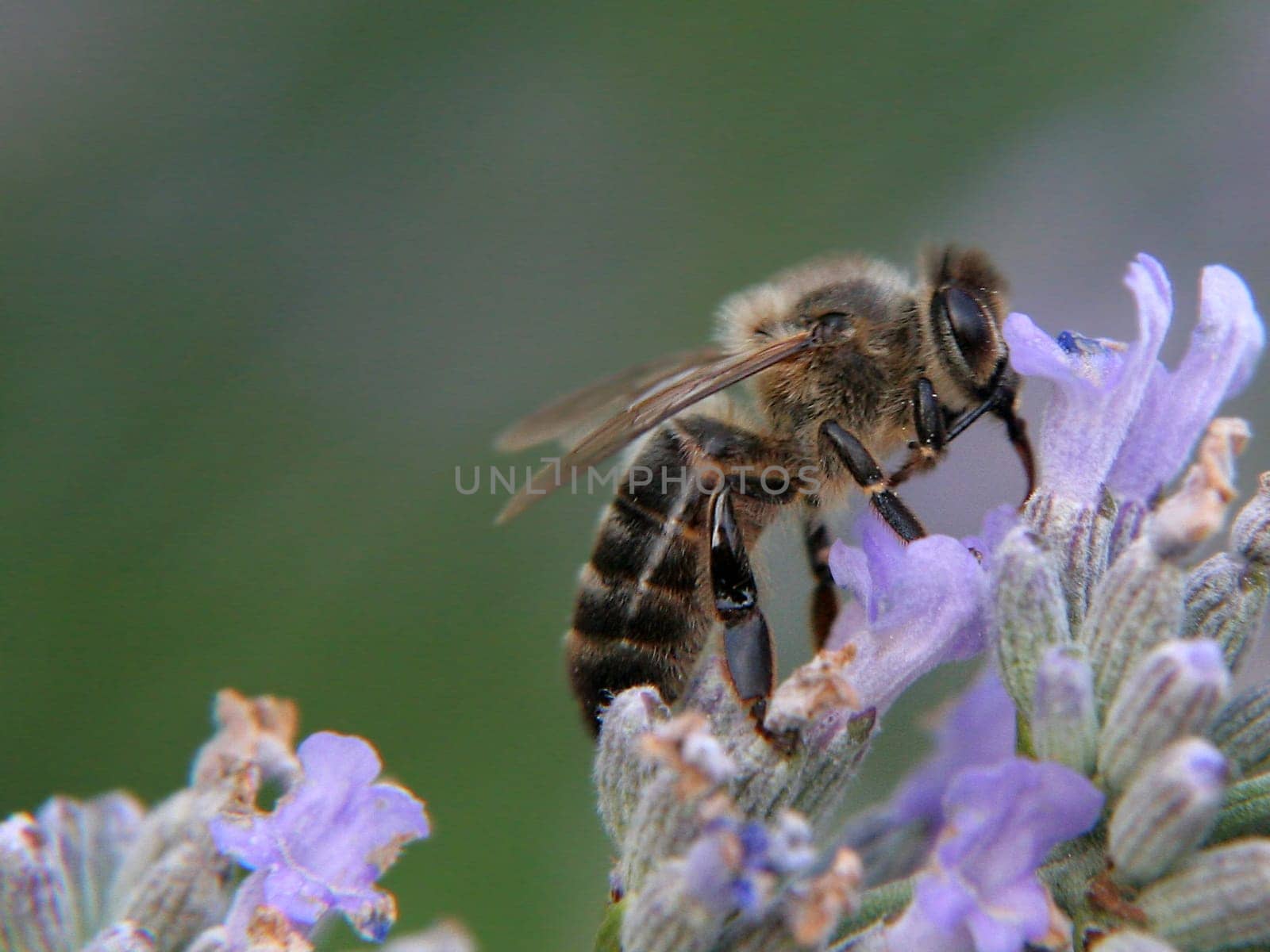 Bee