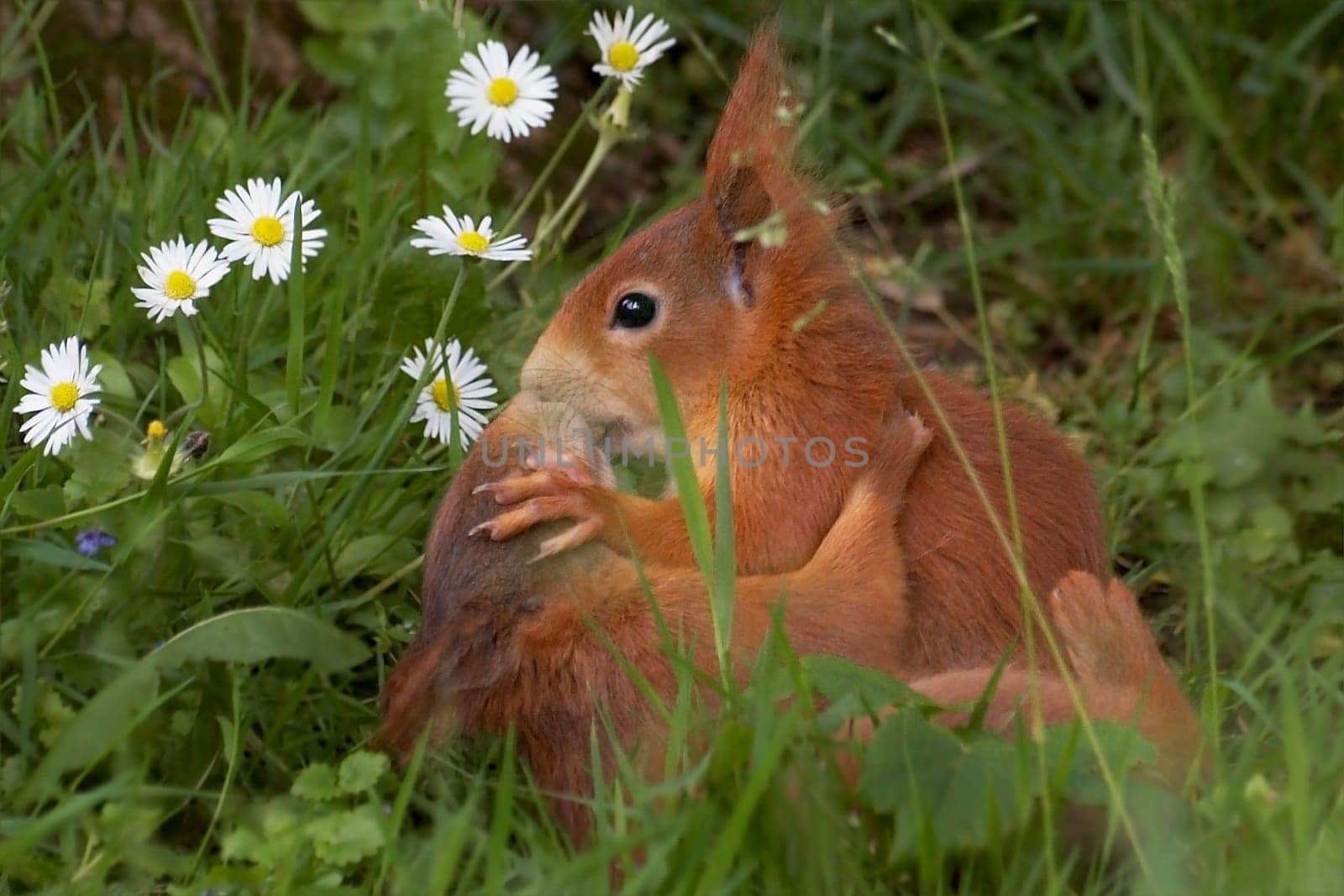 squirrels are also passionate. Luisenpark Mannheim,Nikon D70,ISO 400  F/4.5  1/150sec  220mm