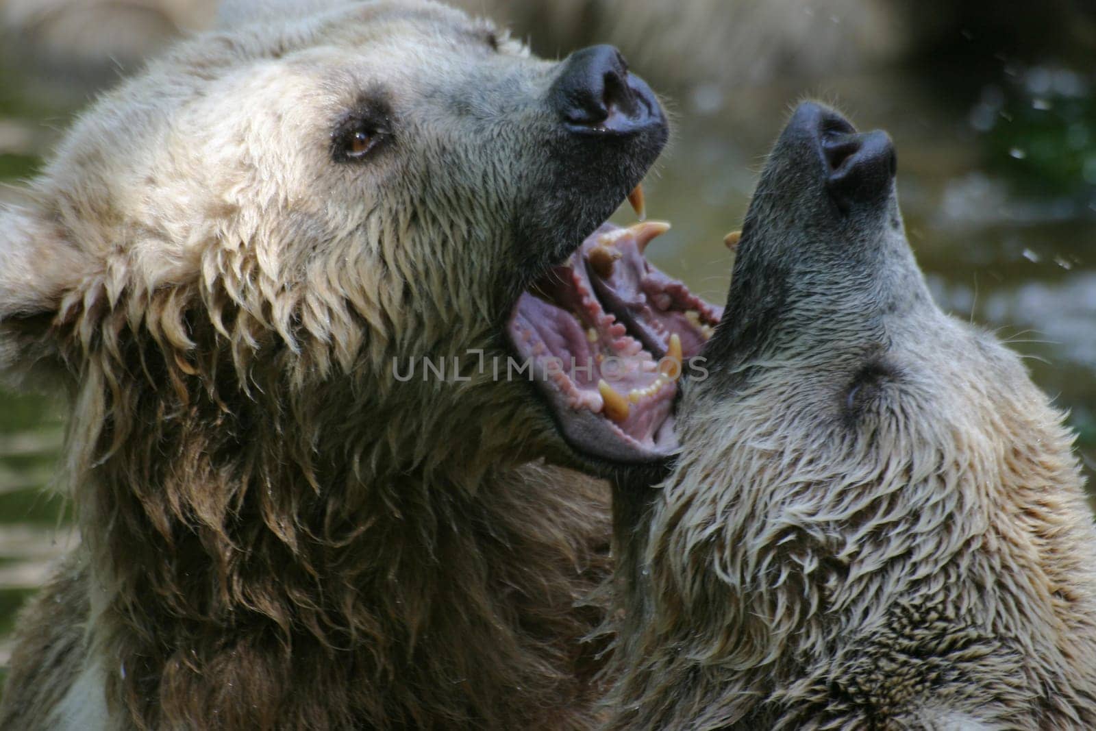 Syrian brown bears