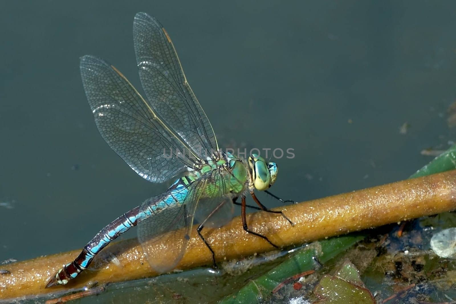 For the sake of completeness,here is a picture of the female dragonfly with wings.  Nikon D70,ISO 320  F/4  1/500sec  180mm,cut-out