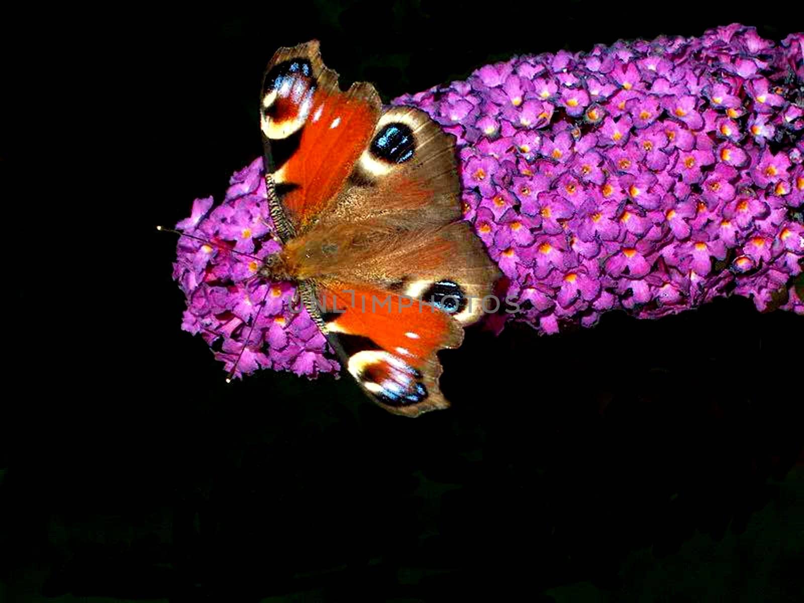 Peacock 6