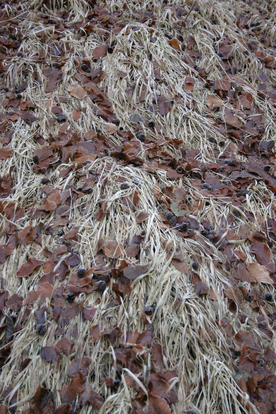 Autumn leaves in the grass
