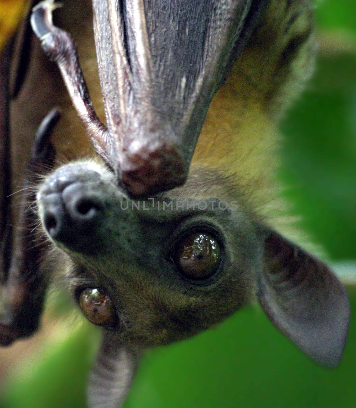 Flying fox