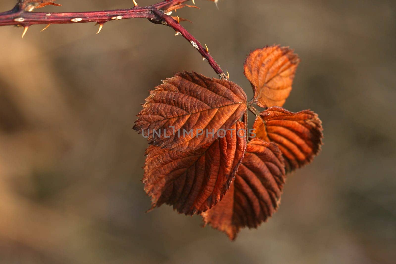 autumnal