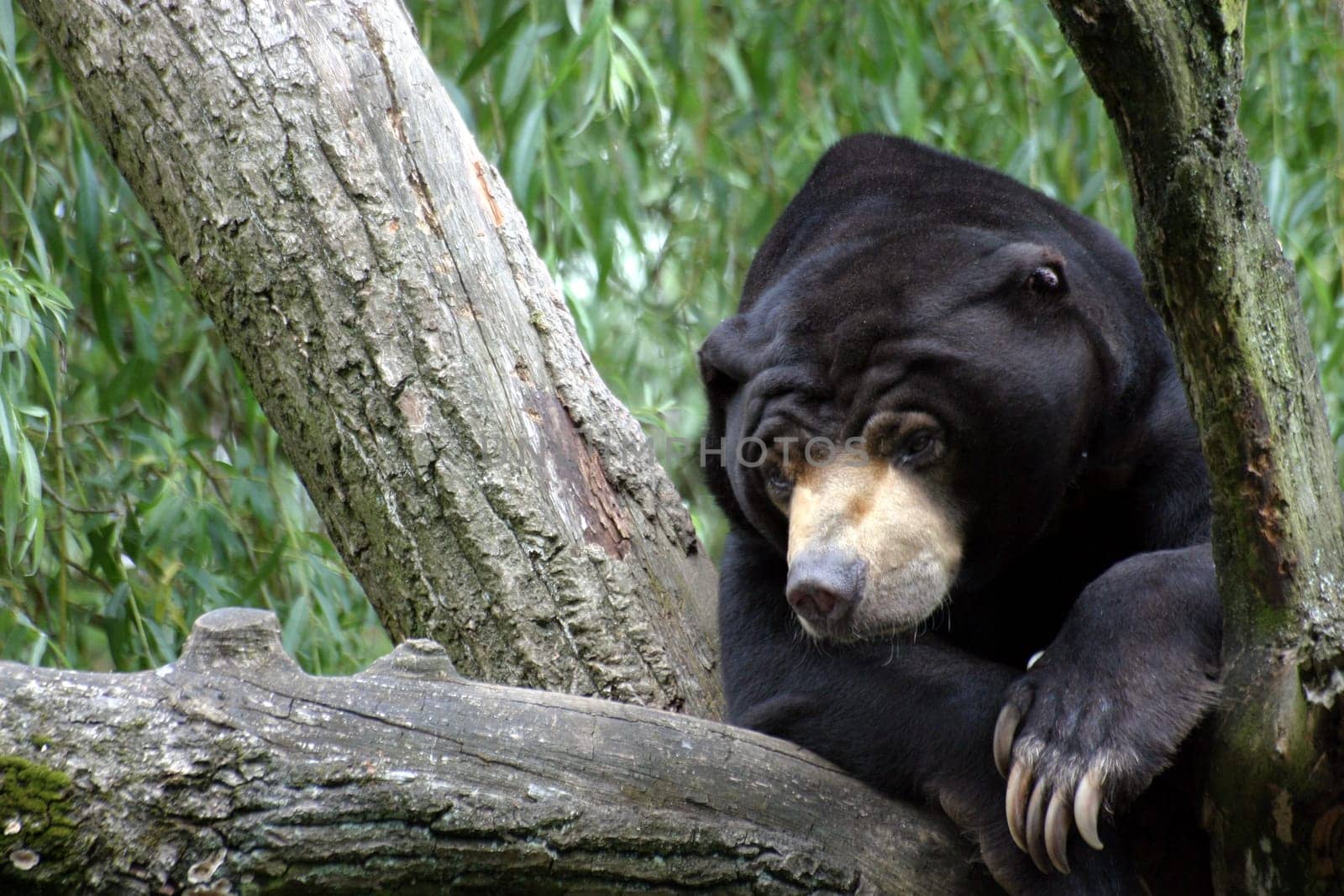 Sun bear